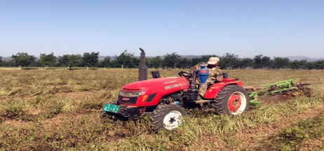 金秋時(shí)節(jié)、三地聯(lián)動(dòng)、正業(yè)花生喜迎大豐收！